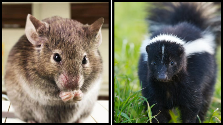 Wildlife Removal Near Me