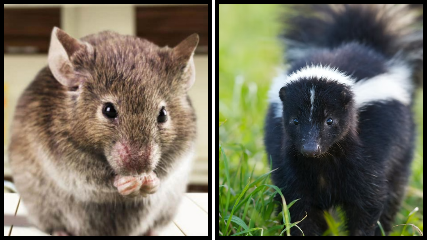 Wildlife Removal Near Me